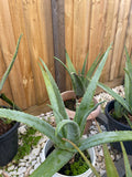 Organic Aloe Vera Plant Pack (Medicinal) (1 x Large & Extra Large) & 1 Litre Bio-fertilizer
