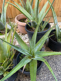 Organic Aloe Vera Plant Pack (Medicinal) (1 x Large & Extra Large) & 1 Litre Bio-fertilizer