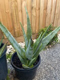 Organic Aloe Vera Plant Pack (Medicinal) (1 x Large & Extra Large) & 1 Litre Bio-fertilizer