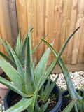 Organic Aloe Vera Plant Pack (Medicinal) (1 x Large & Extra Large) & 1 Litre Bio-fertilizer