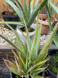Organic Aloe Vera Plant Pack (Medicinal) (1 x Large & Extra Large) & 1 Litre Bio-fertilizer