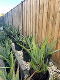 Organic Aloe Vera Plant Pack (Medicinal) (1 x Large & Extra Large) & 1 Litre Bio-fertilizer