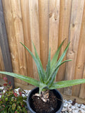 Organic Aloe Vera Plant Pack (Medicinal) (1 x Large & Extra Large) & 1 Litre Bio-fertilizer