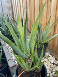 Organic Aloe Vera Plant Pack (Medicinal) (1 x Large & Extra Large) & 1 Litre Bio-fertilizer