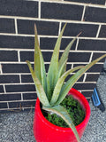 Organic Aloe Vera Plant Pack (Medicinal) (1 x Large & Extra Large) & 1 Litre Bio-fertilizer