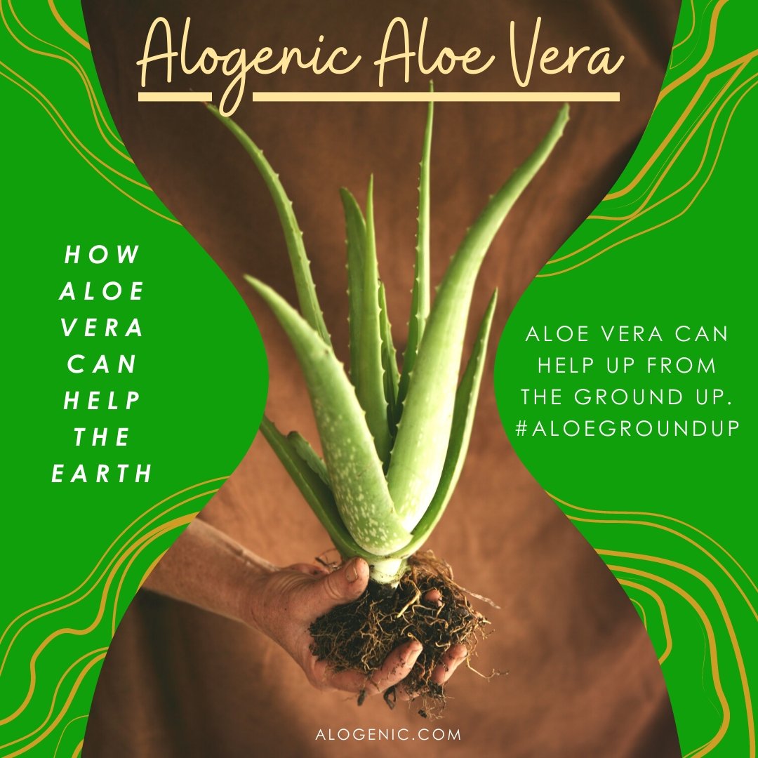 Aloe Vera in Australia - Alogenic
