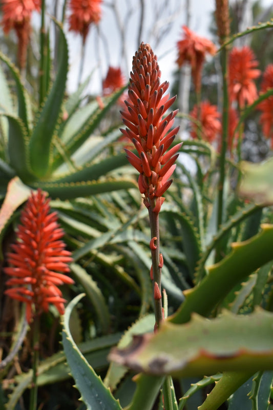 Aloe Vera is Known for its Antiseptic Properties - Alogenic