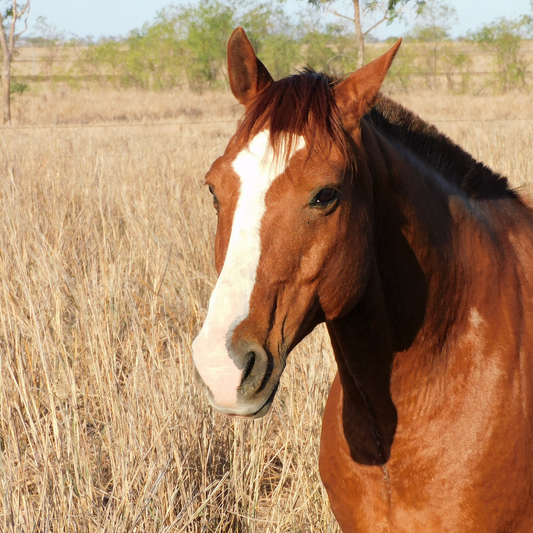 Statistics of gastric ulcers in horses