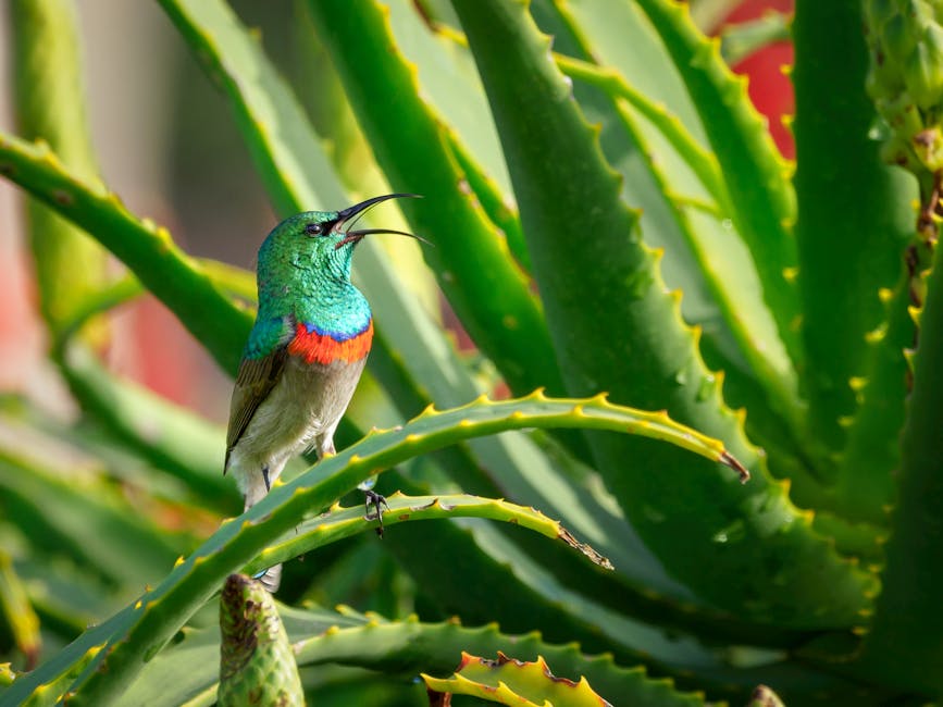 Aloe Vera Gel: The Organic Solution to Skin Care and Healing