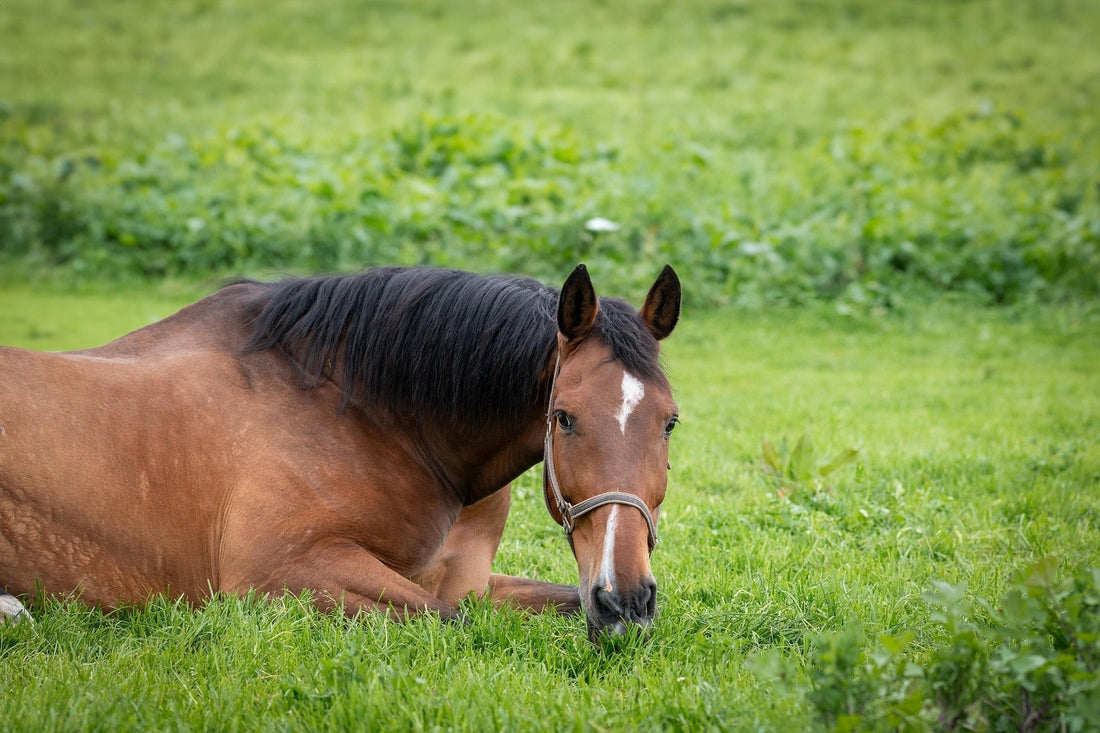 Why Aloe Vera Powder is Nature’s Secret for Happy, Healthy Horses