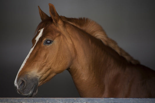 Is Aloe Vera good for horses?