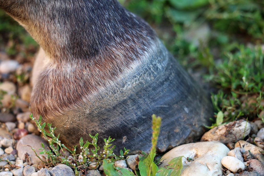 Does Aloe Vera Help with Laminitis in Horses?