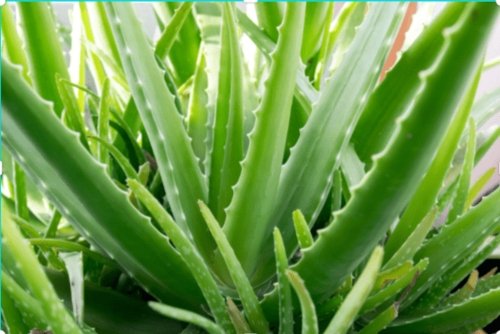 Why You Should Use Aloe Vera? - Alogenic