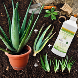 1 Large Medicinal Aloe Vera Plant  & 5 x Smaller Plants (Organically Grown)