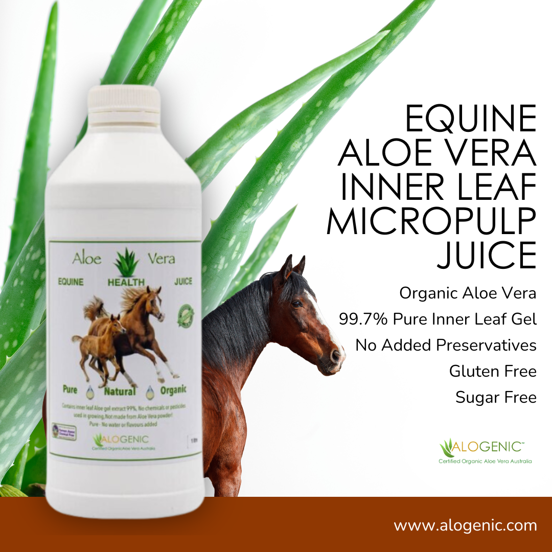 Aloe vera horses best sale