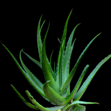 Organic Aloe Vera Plant Pack (Medicinal) (3 x Small & Medium Size) & 1 Litre Bio-fertilizer