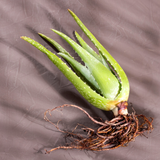 3 x 450mm Aloe Vera Plant (Organically Grown)