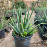 2 x 600-700mm Aloe Vera Plant (Organically Grown)