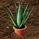500-600mm Aloe Vera Plant (Organically Grown)