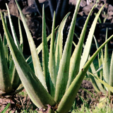 2 x 600-700mm Aloe Vera Plant (Organically Grown)