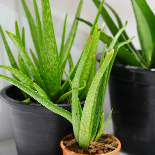 Aloe Vera Plants in Pots