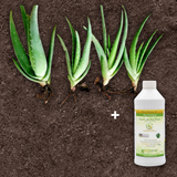 Medicinal Aloe Vera Plant Pack ( 4 x 200mm) includes 250ml Bio-fertilizer (Organically Grown)