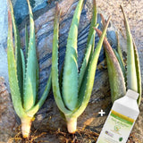 Organic Aloe Vera Plant Pack (Medicinal) (3 x Small & Medium Size) & 1 Litre Bio-fertilizer