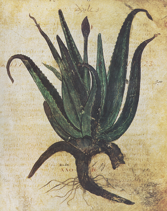 Aloe 15 Dioscoride Vienne