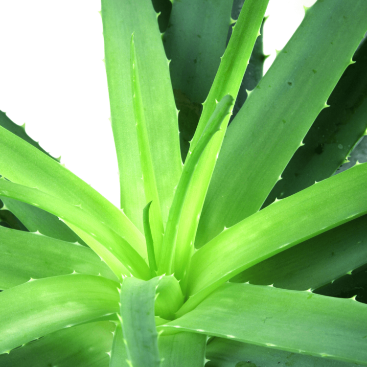 Aloe Vera Plant focused in the middle