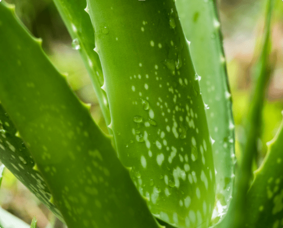 Close up of Aloe Vera leaves