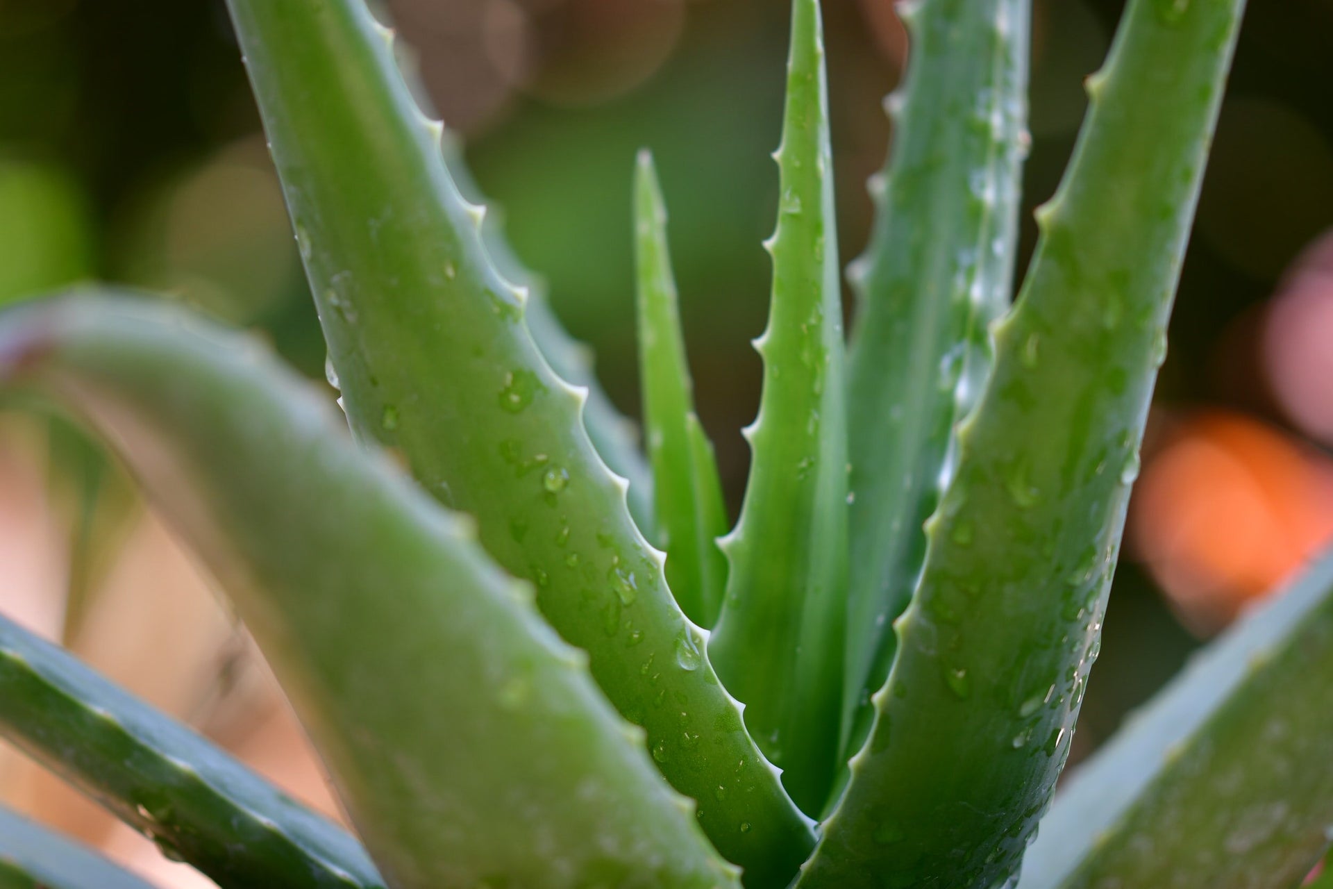 Small Aloe Vera plant