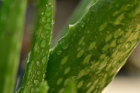 Aloe Vera Plant Closeup