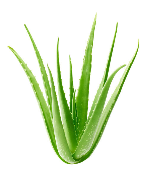 Aloe Vera Plant Graphic