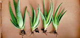 3 x 450mm Aloe Vera Plant (Organically Grown)