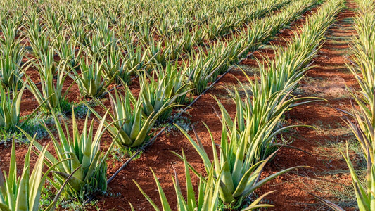 Picture of Aloe Vera growing on a farm